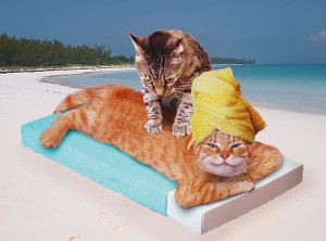 Cats massage on the Beach